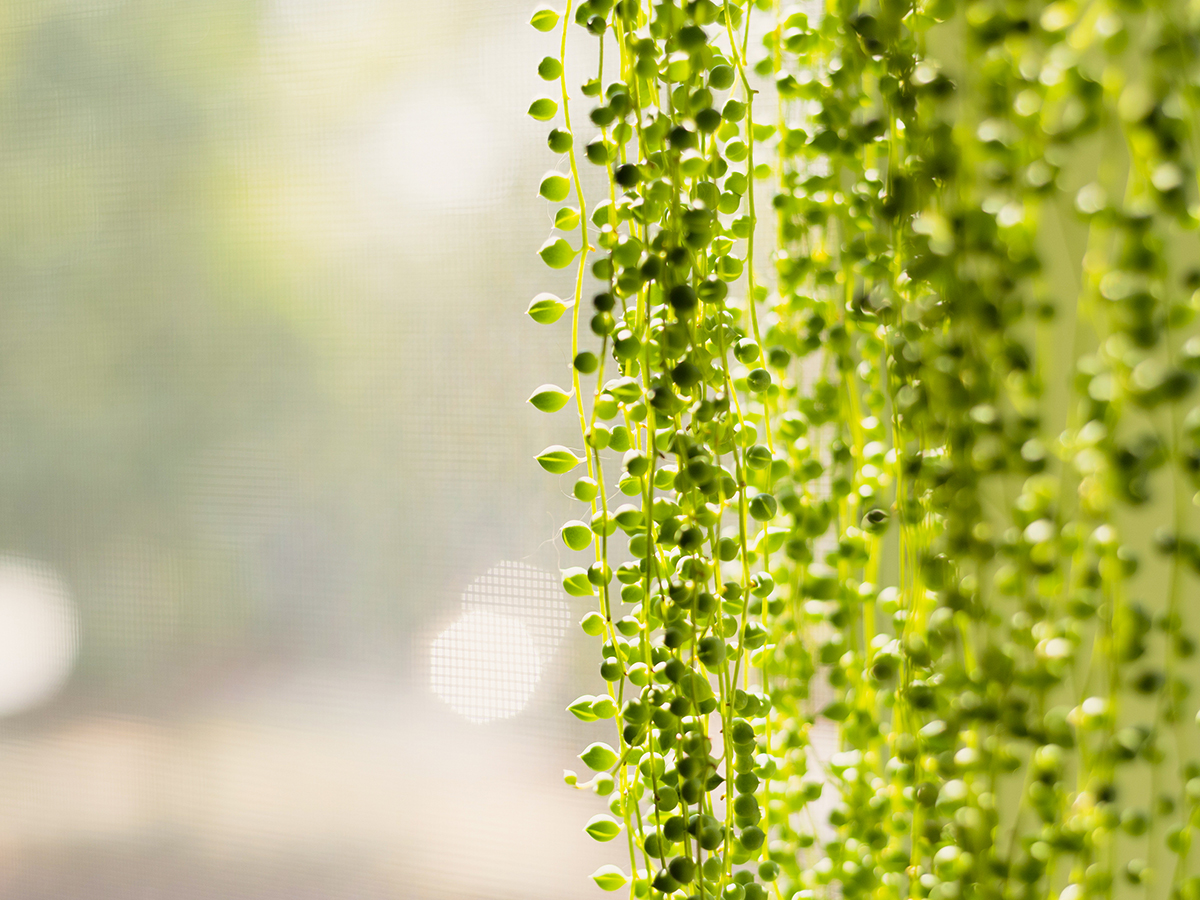 String of Pearls