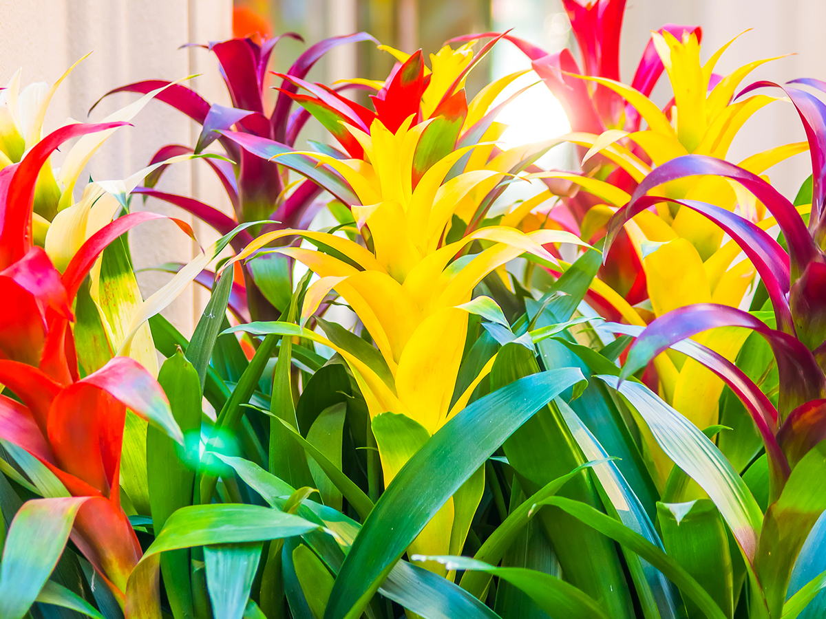 Bromeliads