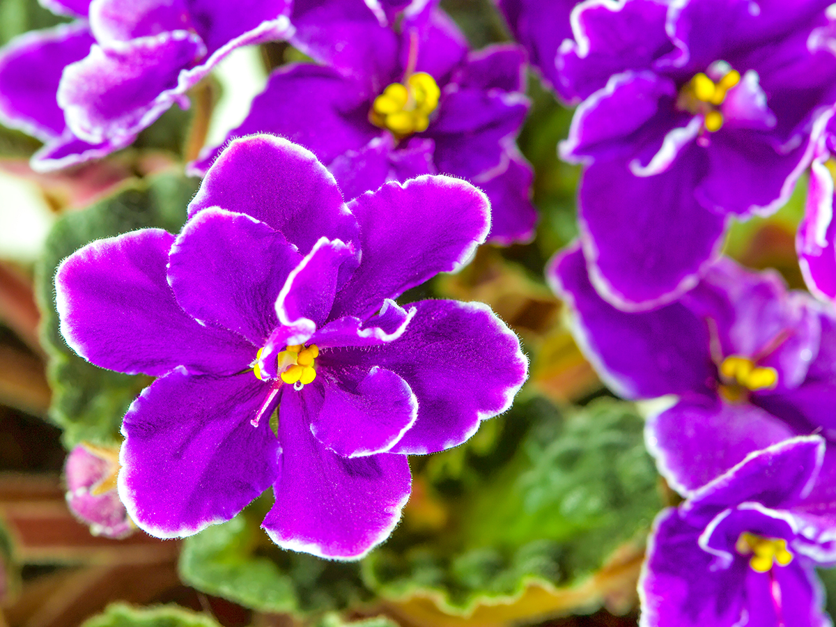 African Violet