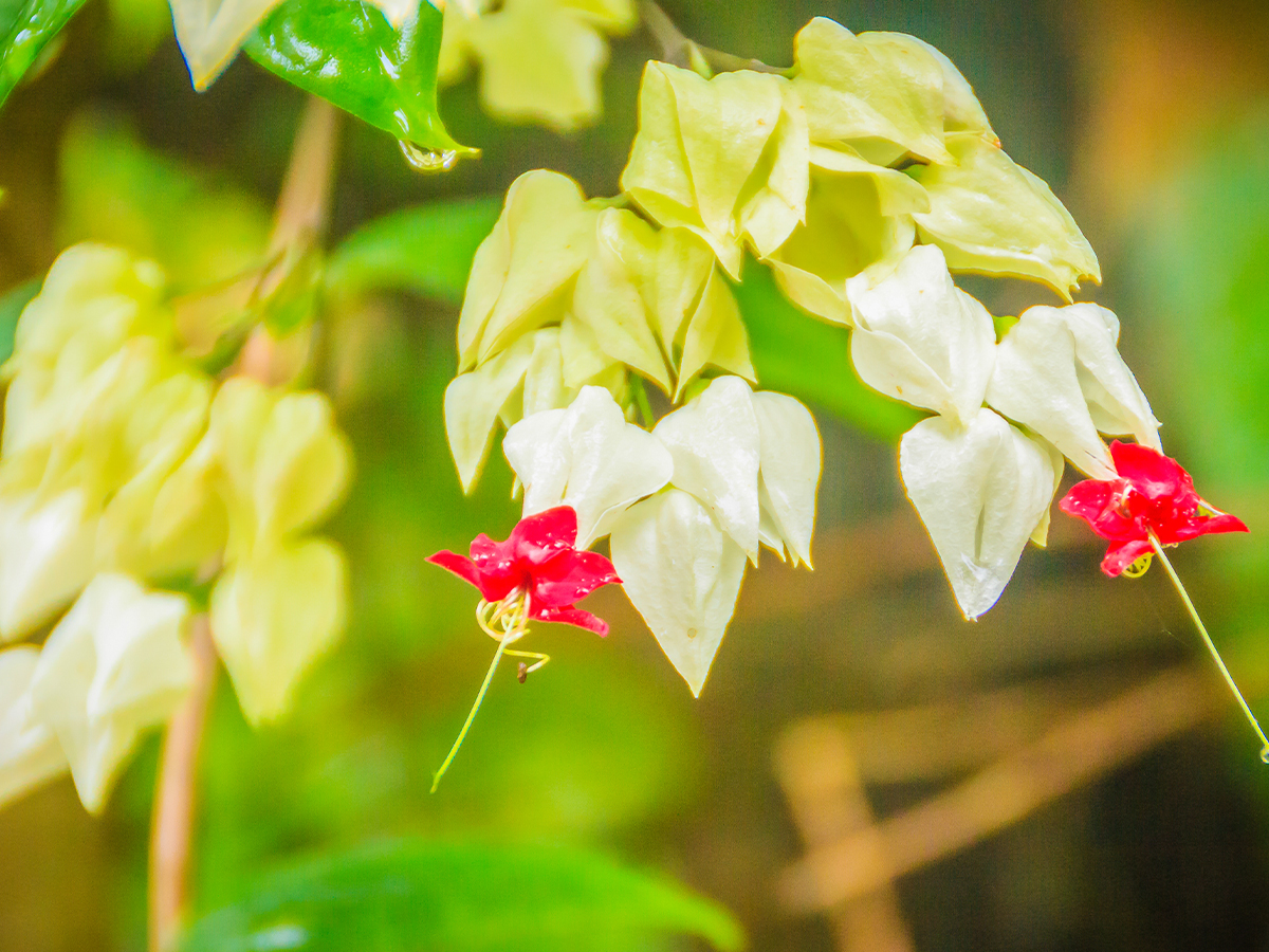 Bleeding Heart Vine