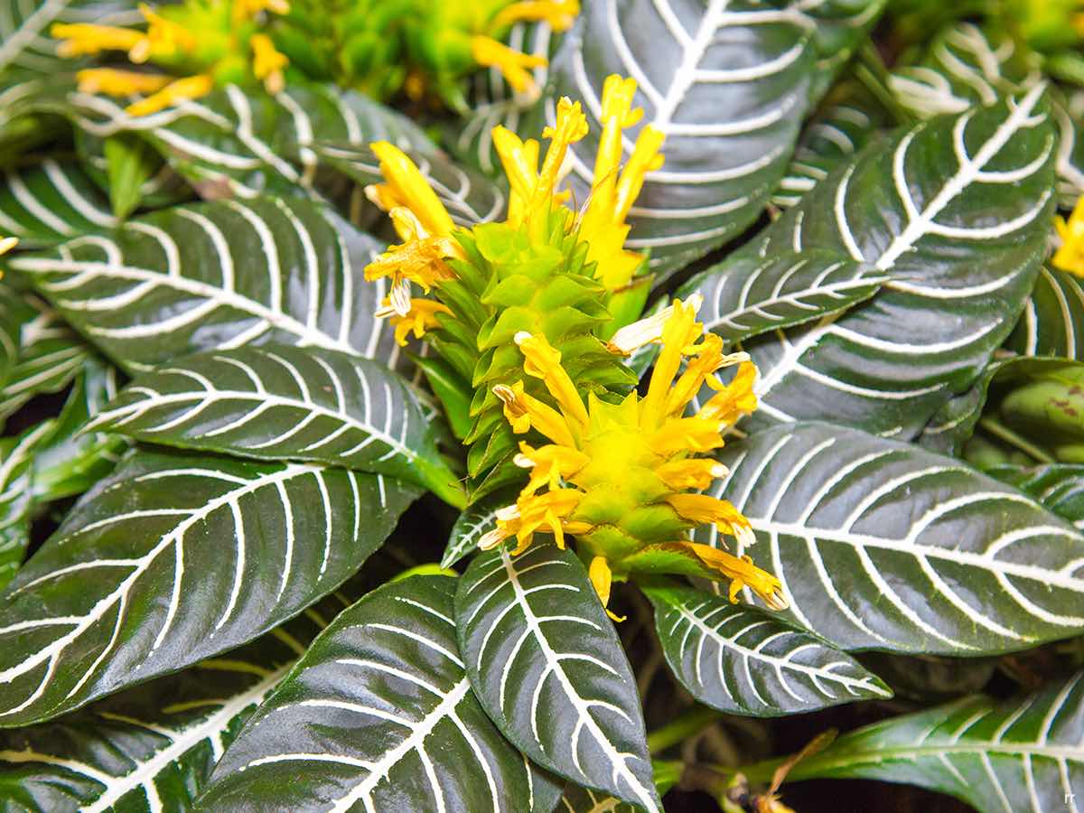 Zebra Plant