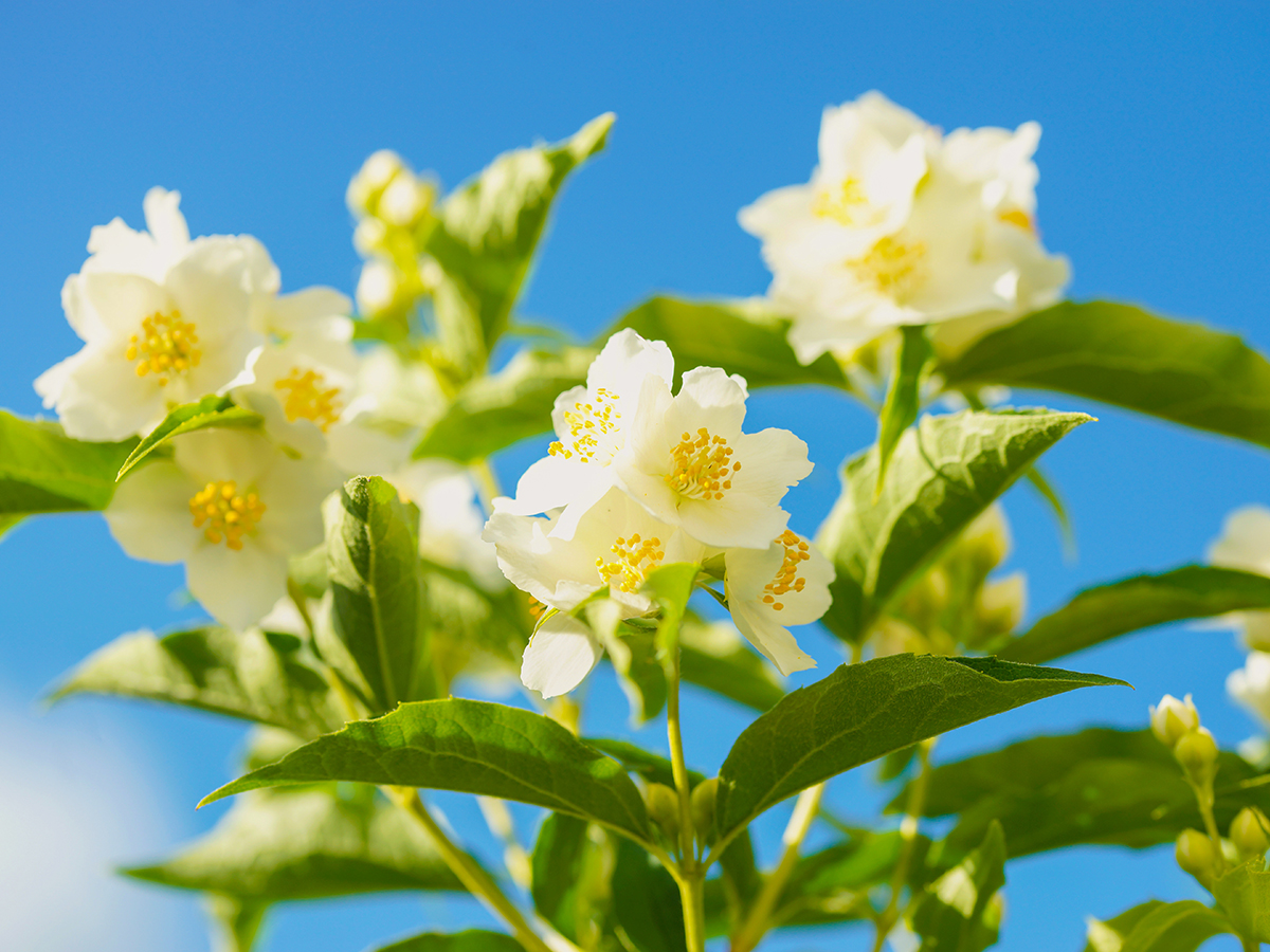 Jasmine