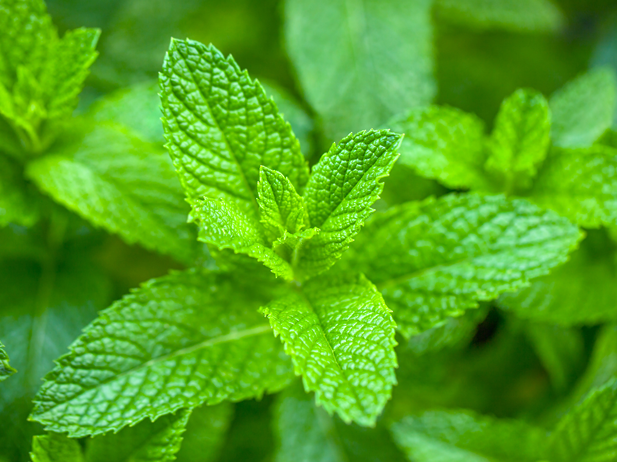 Peppermint Plant