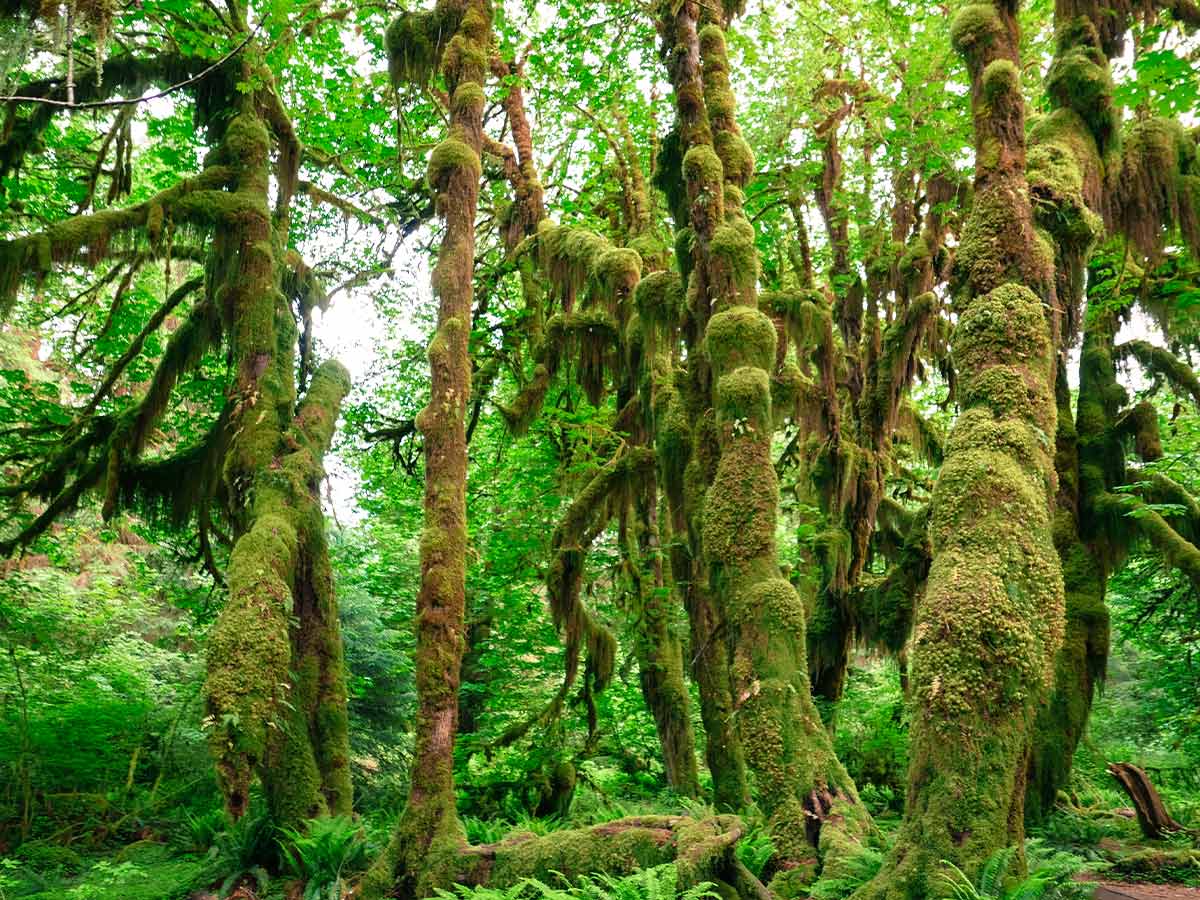 Washington – H Rainforest