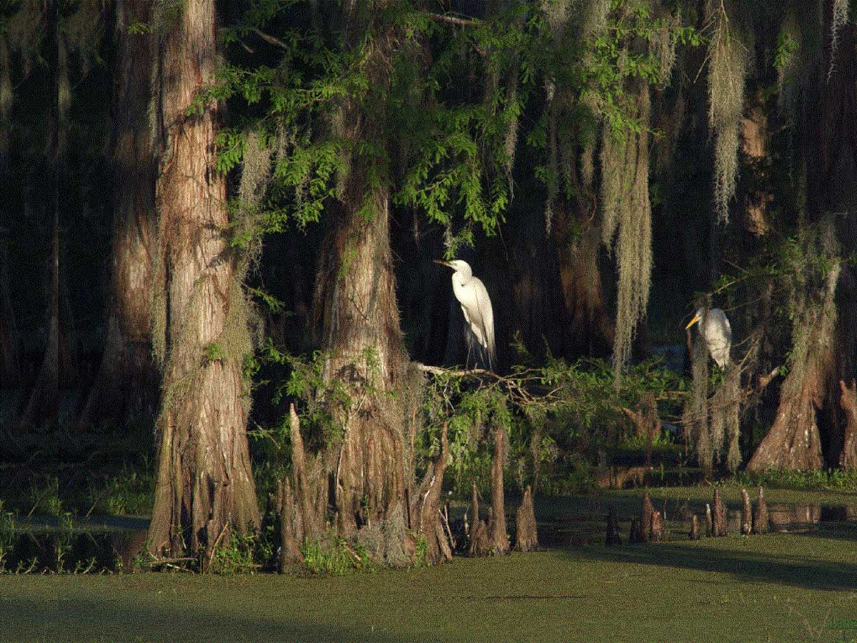 Louisiana - Atchafalaya River Basin