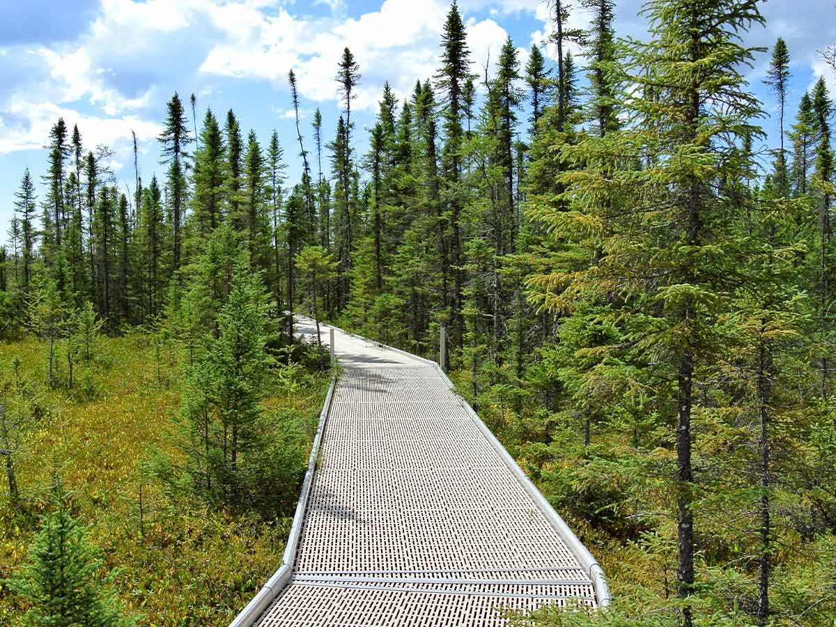 Minnesota - Big Bog State Recreation Area