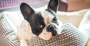 shopping for dog beds