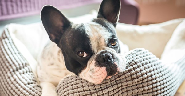 shopping for dog beds