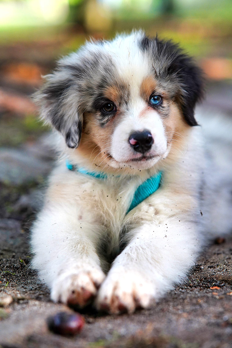 "Doggos"