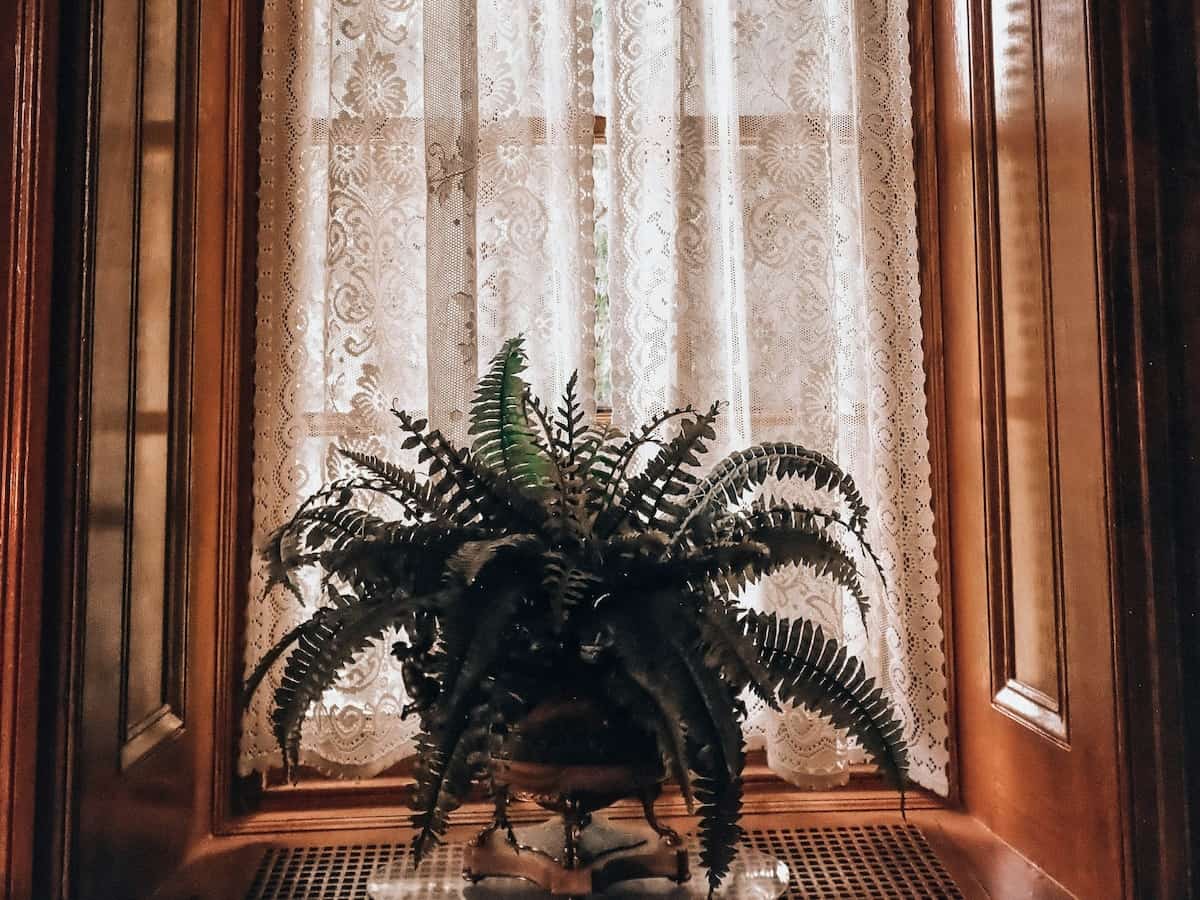 Ferns