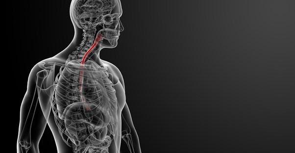 an image of an esophagus