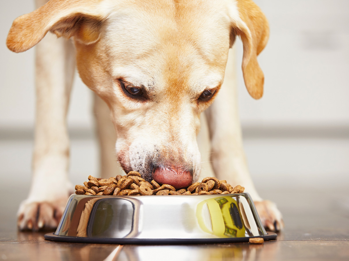 Pet Food