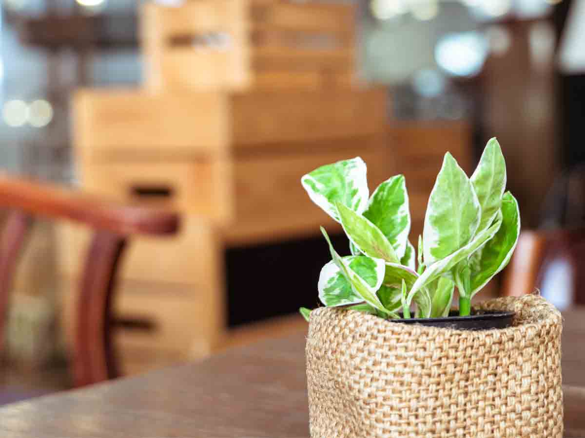 Fake Plants