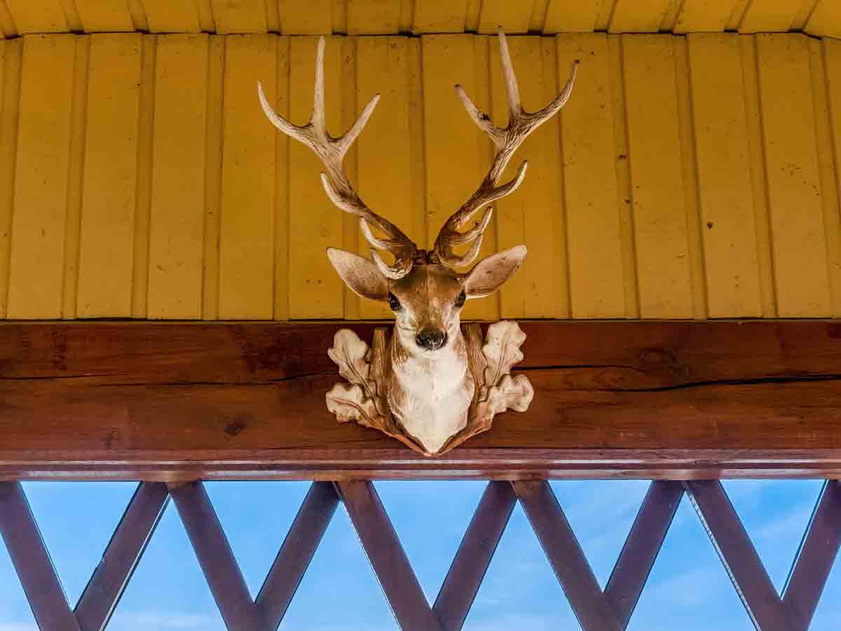 Mounted Animal Heads