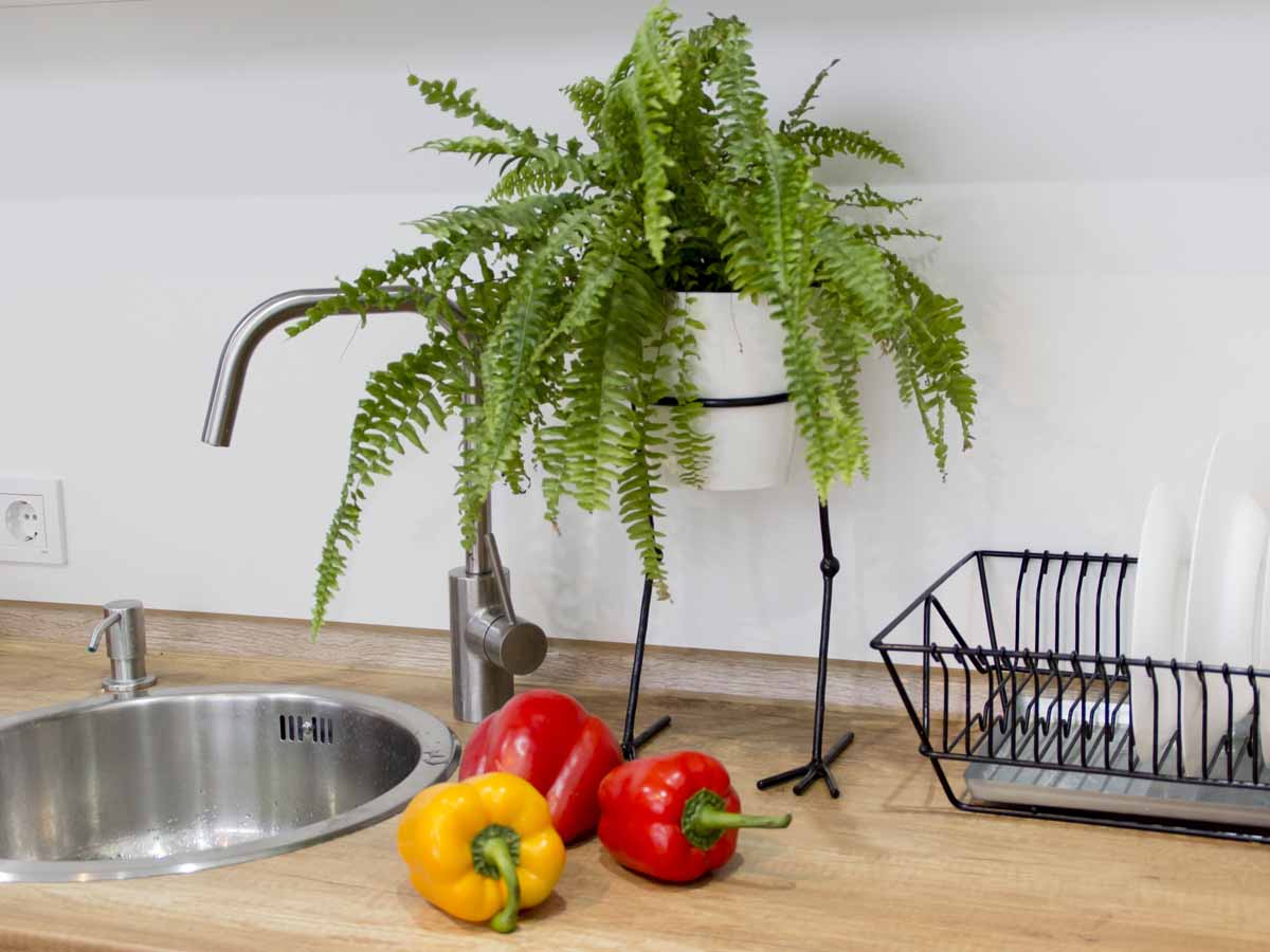 Kitchen Ferns