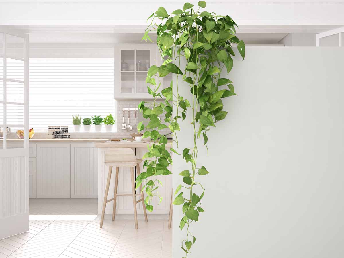 Kitchen Ivy