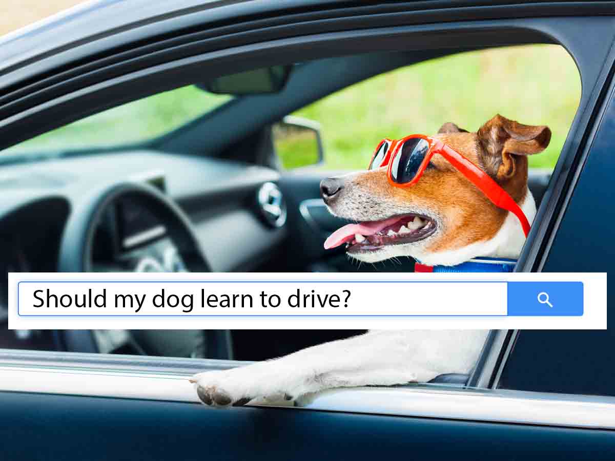 "Should my dog learn to drive?"