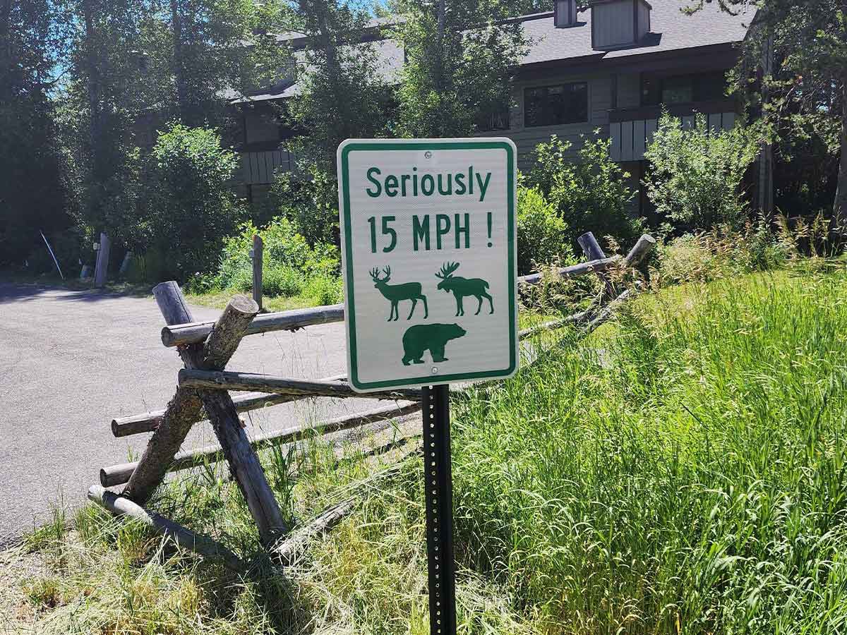 Slow Animals