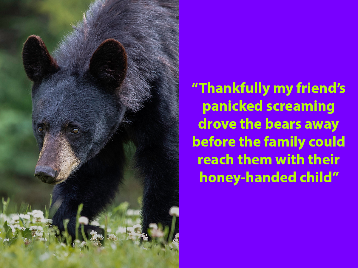 Bears in British Columbia