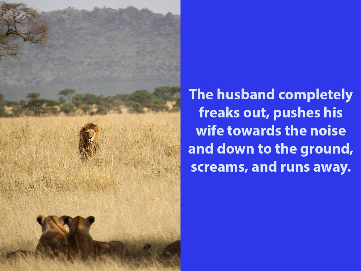 Lions in South Africa
