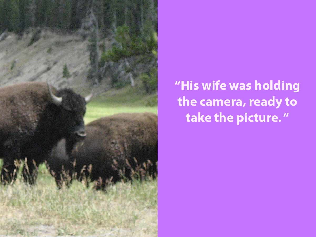 Buffalo in Yellowstone