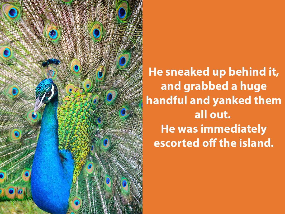 Peacocks in Australia