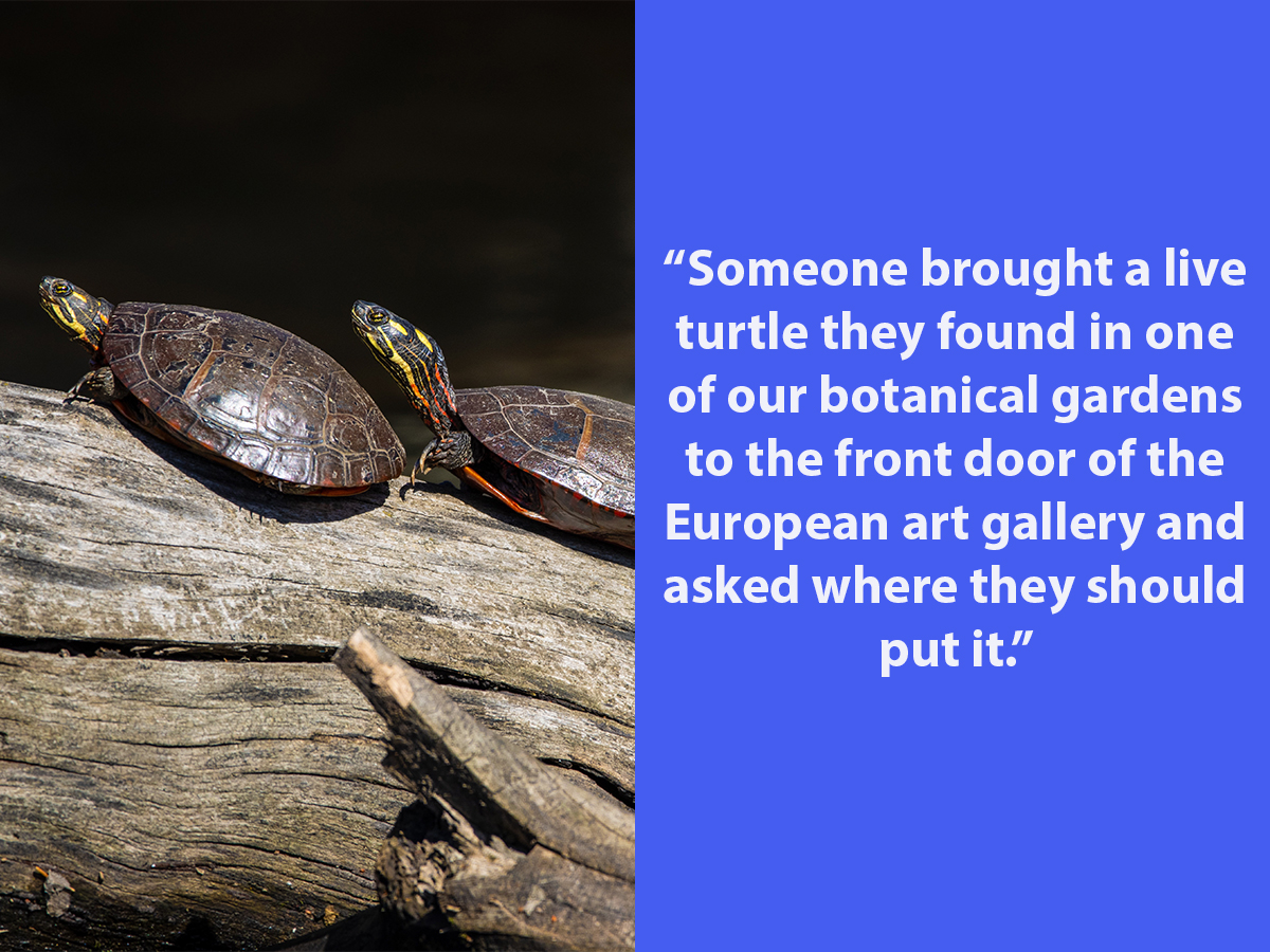 Turtles in Europe
