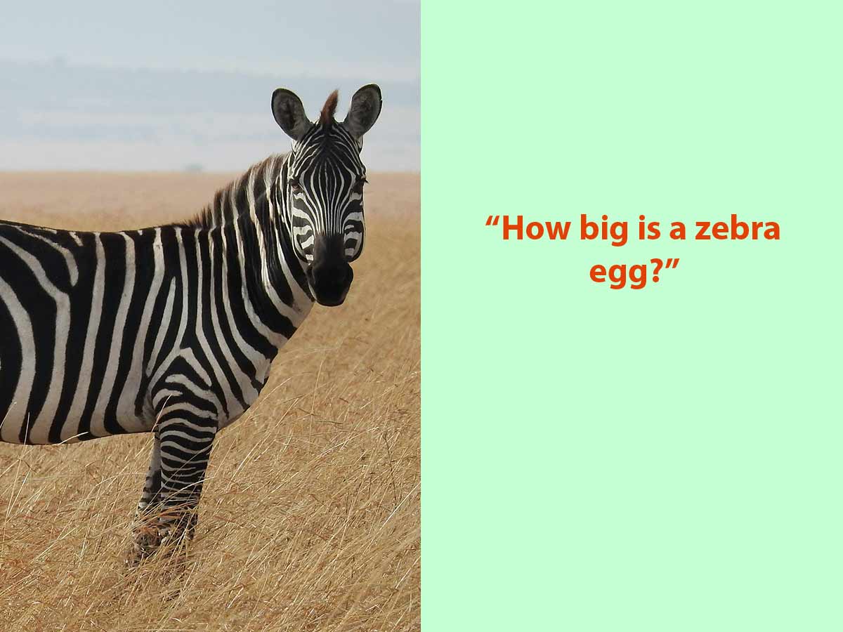 Zebra Eggs