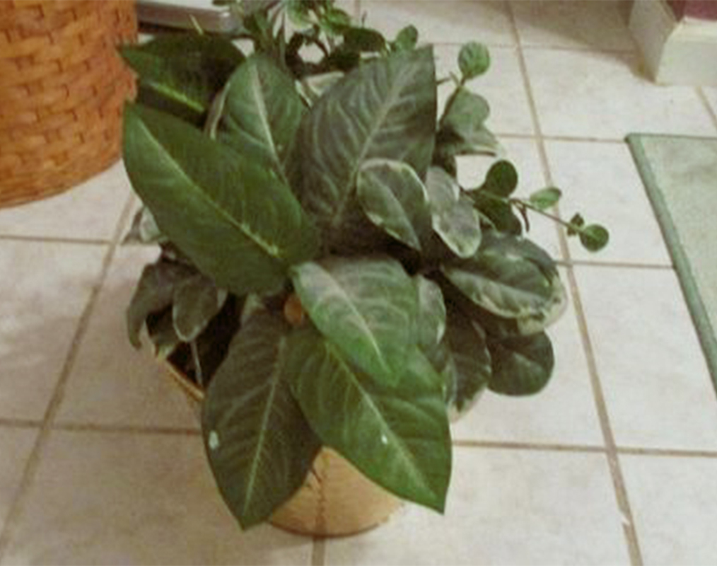 43. Plantas Falsas