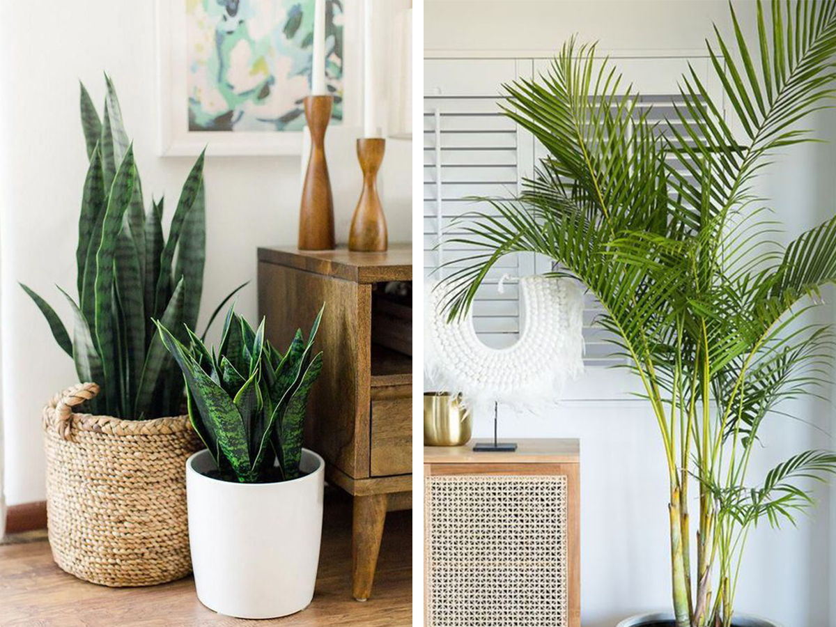 Plantas Reales