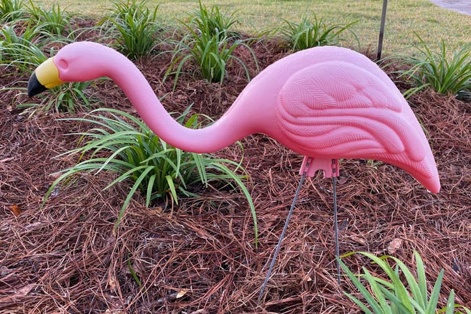 Flamencos Rosas