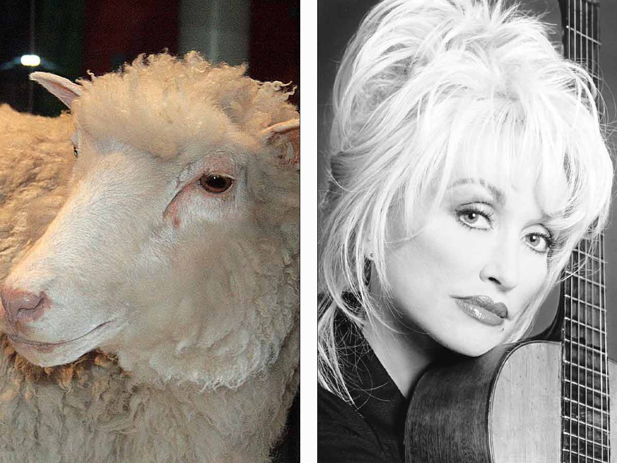 Dolly the cloned sheep is named after her.