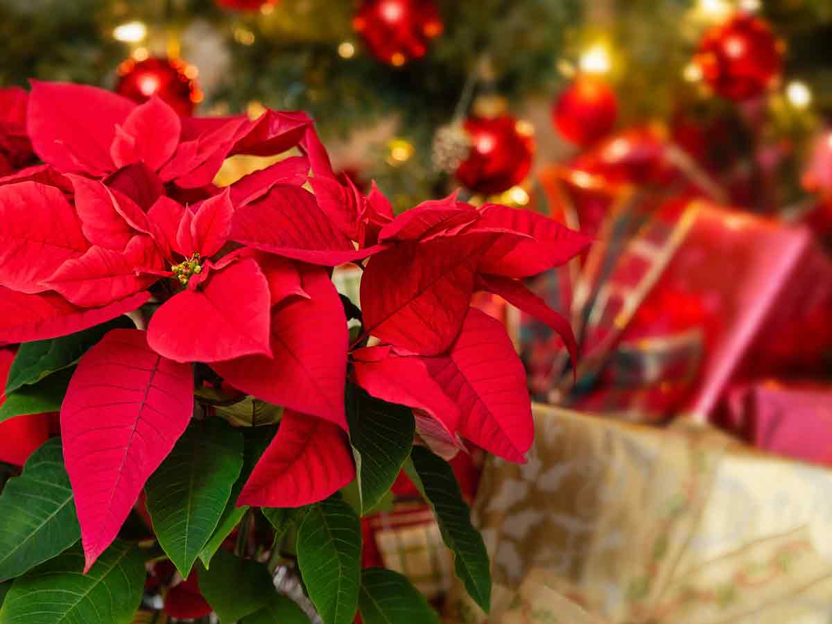 Poinsettias