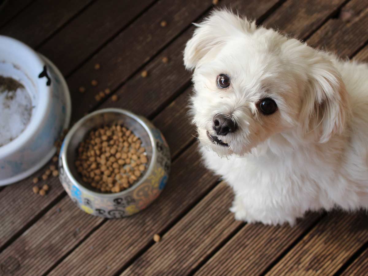Pet Food