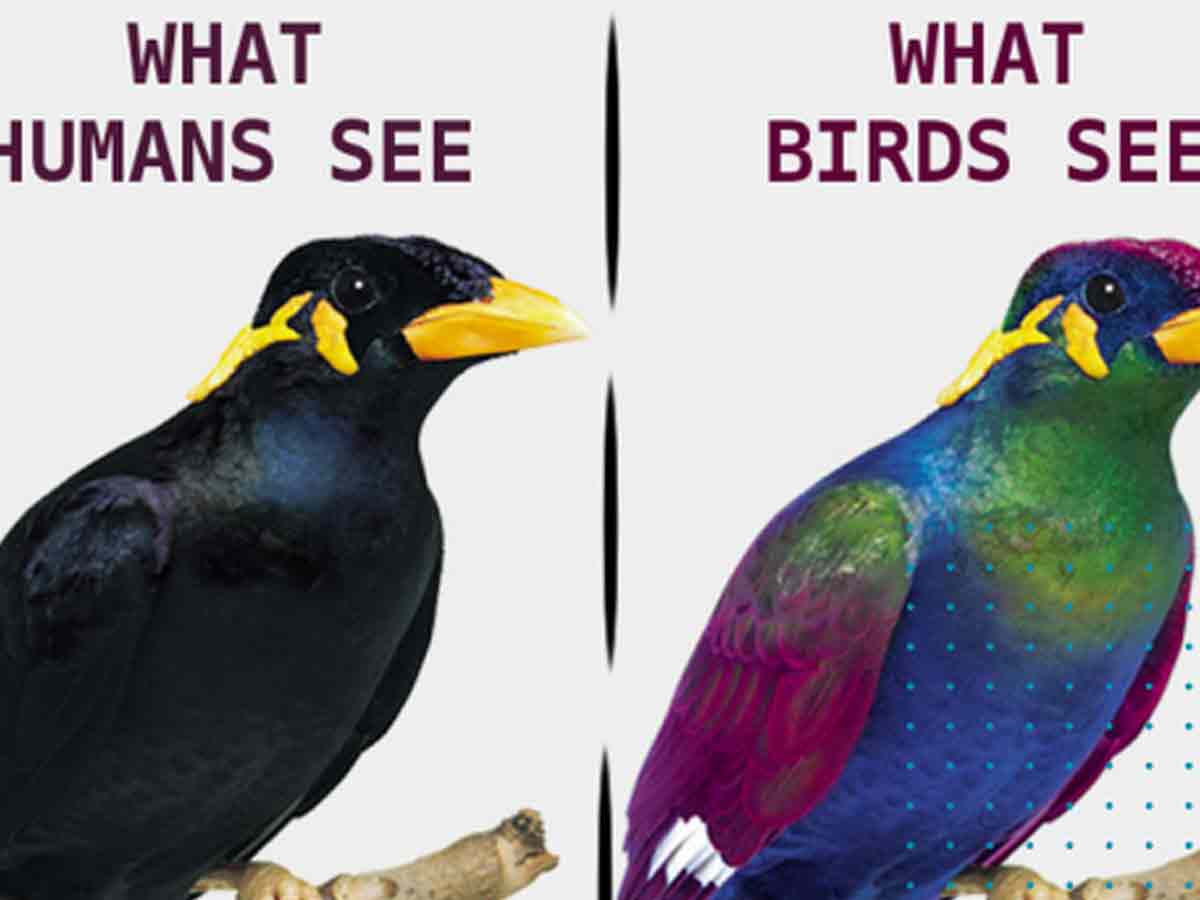 What Humans See vs. What Birds See