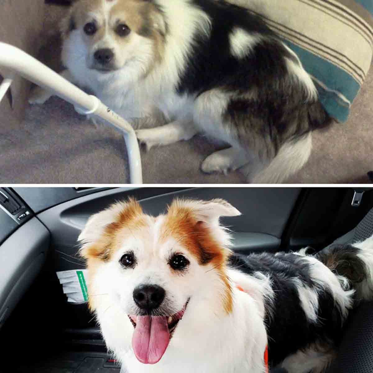 A Dog Before and After Adoption
