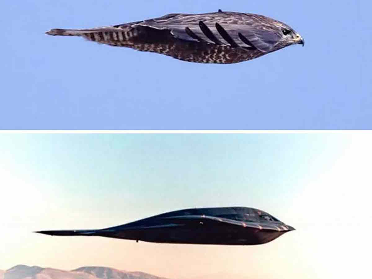 A Falcon vs. B2 Stealth Bomber