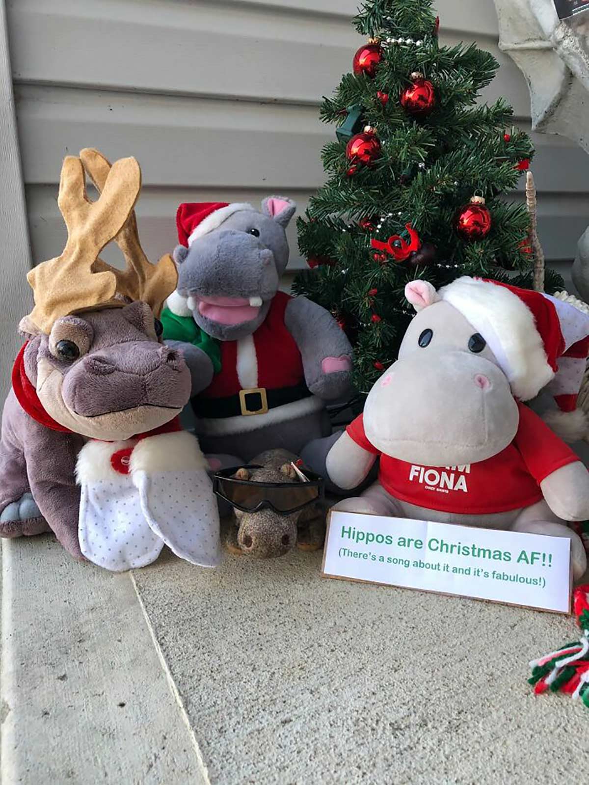 Christmas Hippos