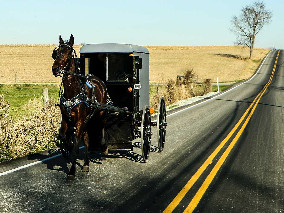 The Amish travel using buggies and horses.