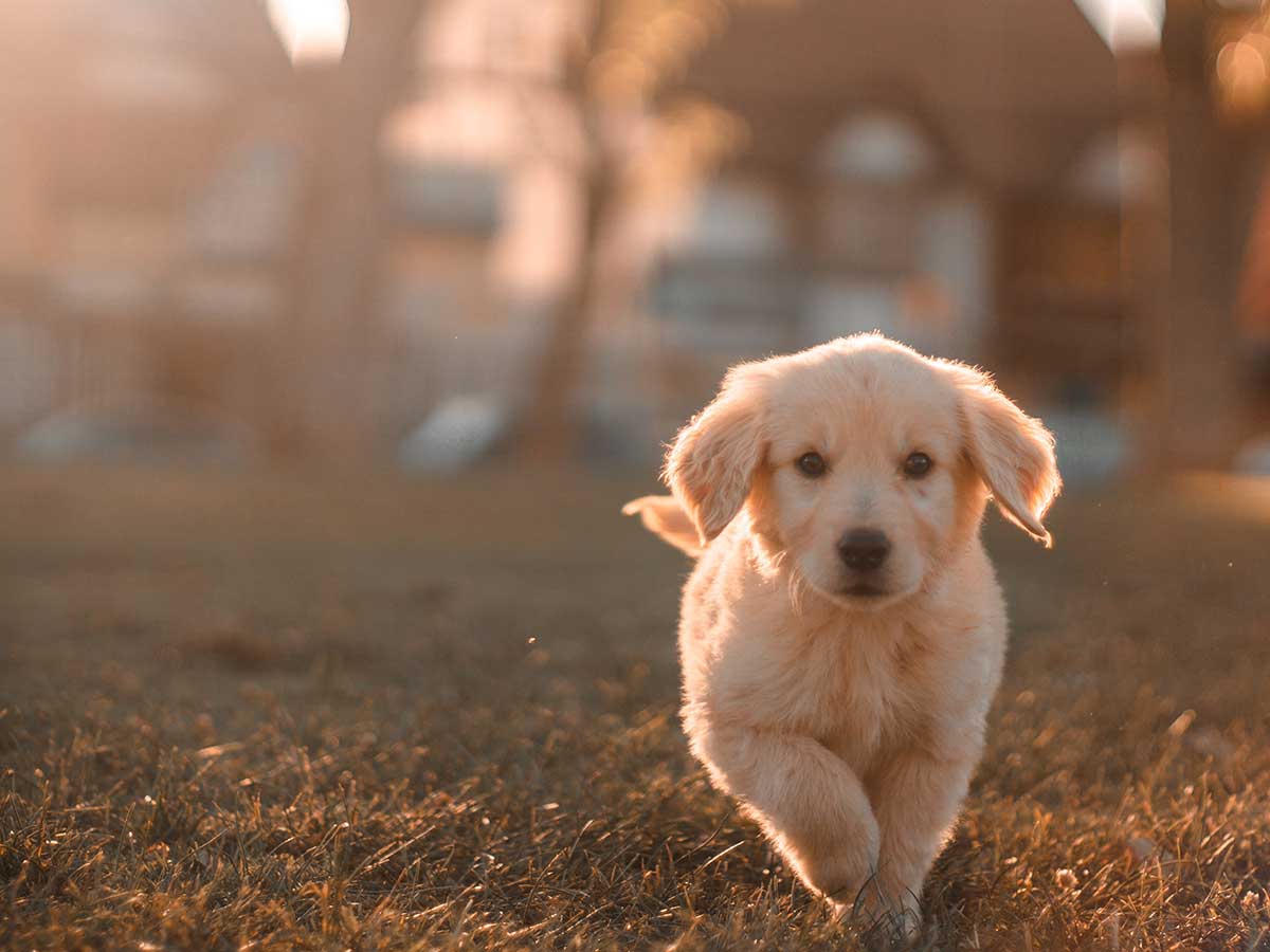 Some Amish have a puppy mill problem.