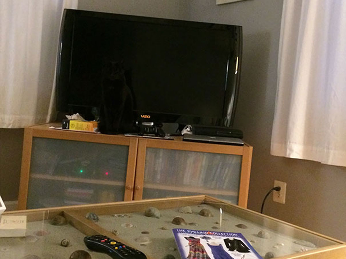Help This Guy Find His Lost Cat!