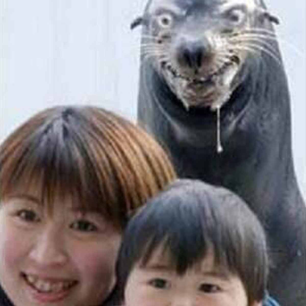 Blood-thirsty seal
