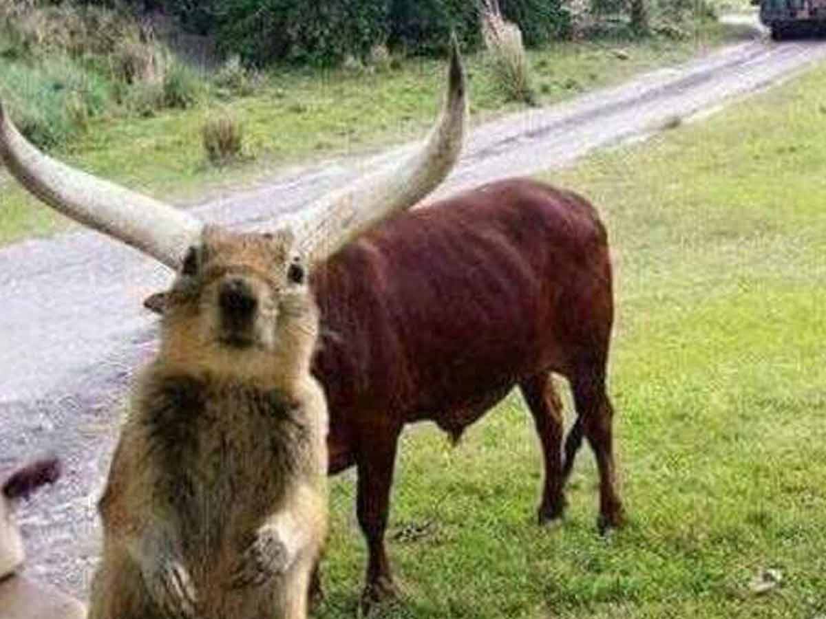 The Endangered Horned Rat