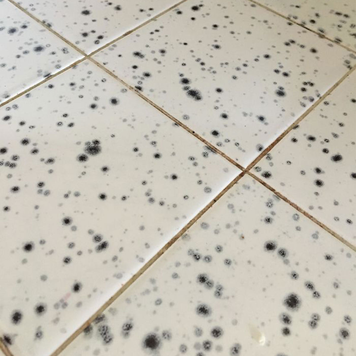 Moldy Tile