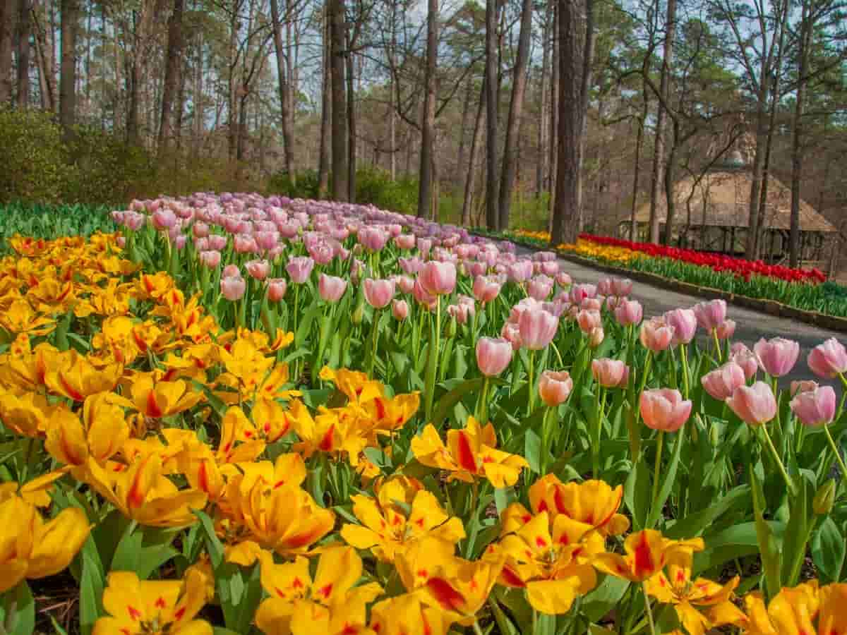 7. Garvan Woodland Gardens