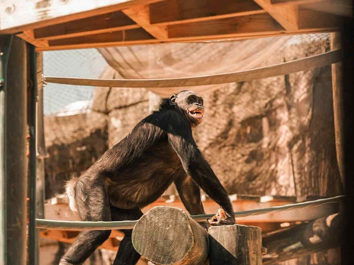4. Memphis Zoo