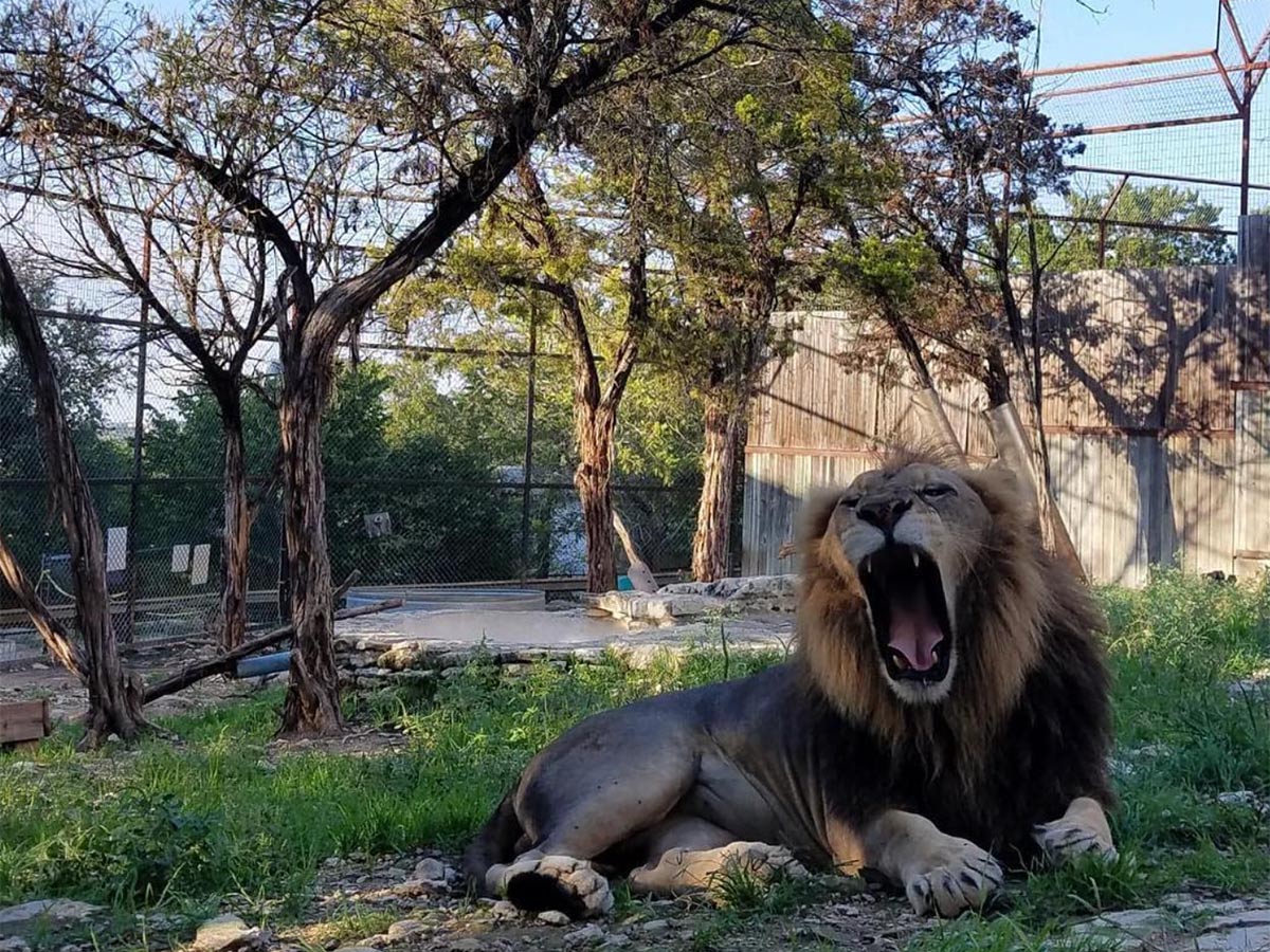6. Austin Zoo