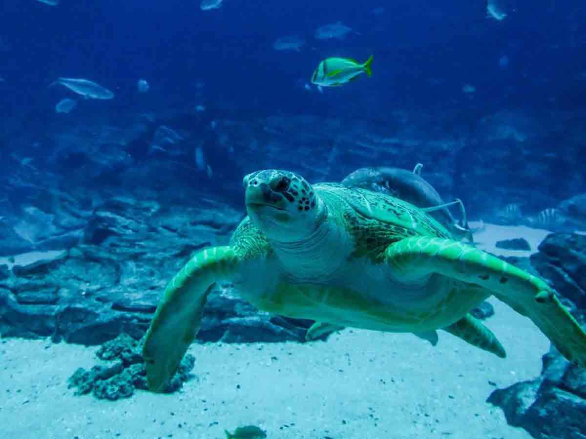 7. Georgia Aquarium