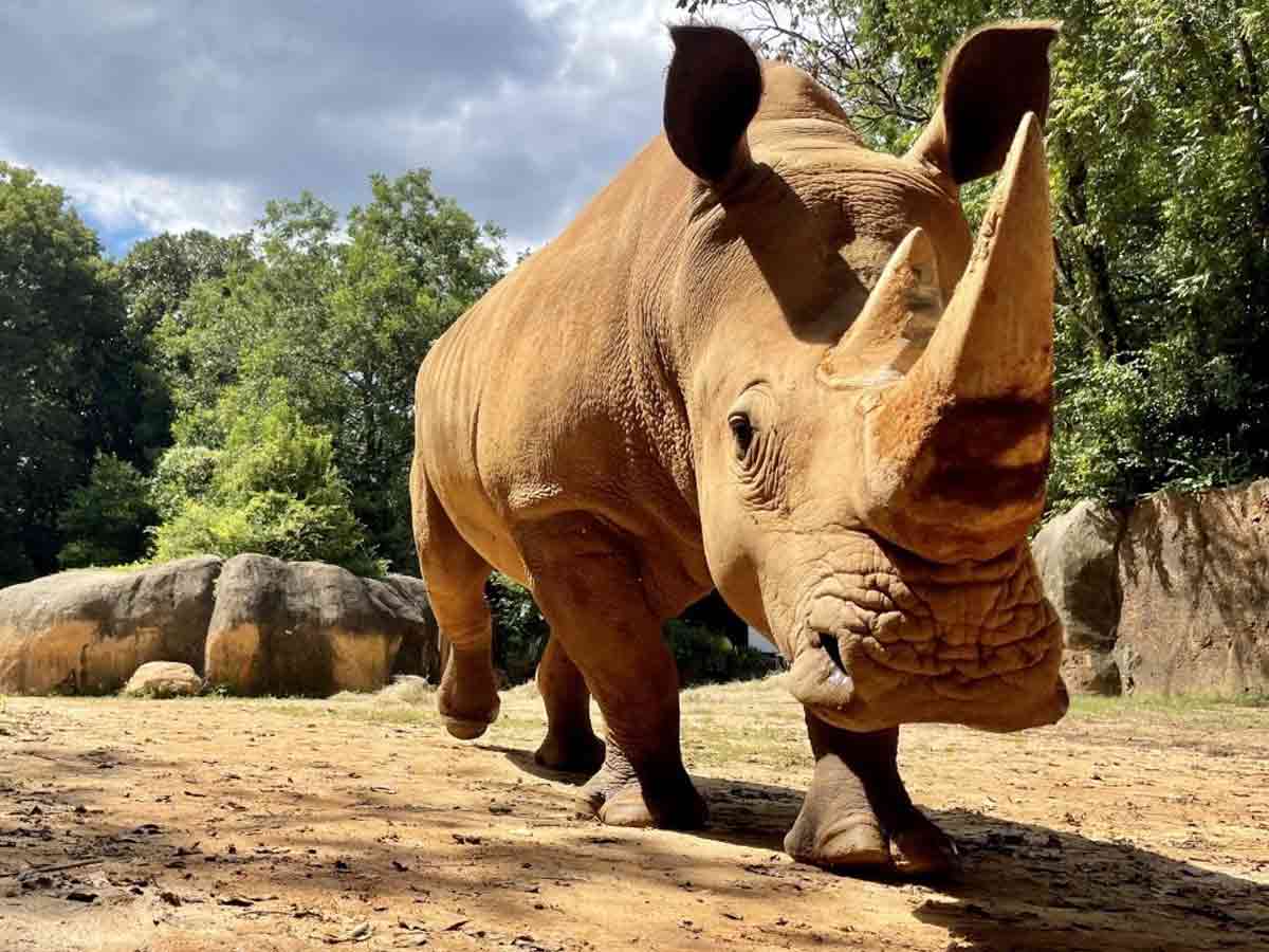 4. Zoo Atlanta