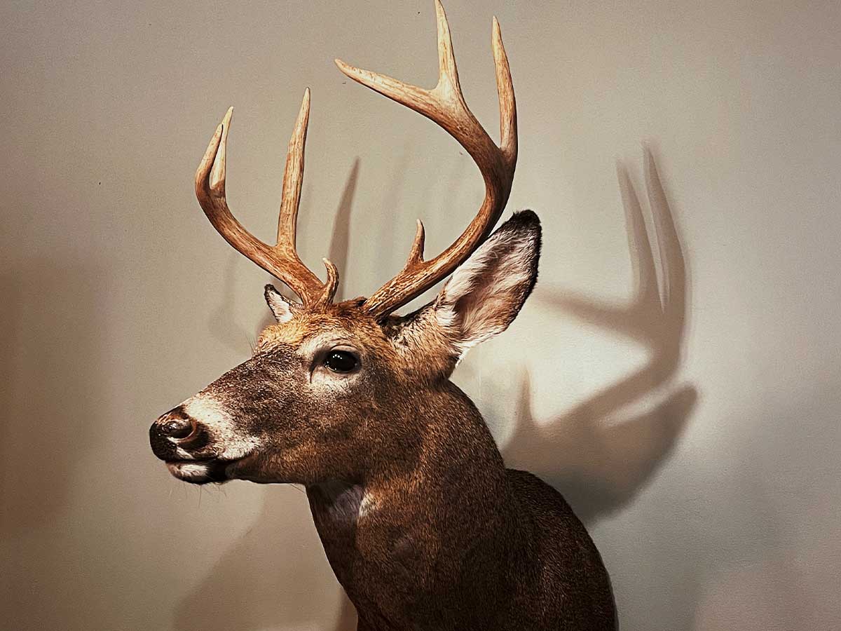 Taxidermy